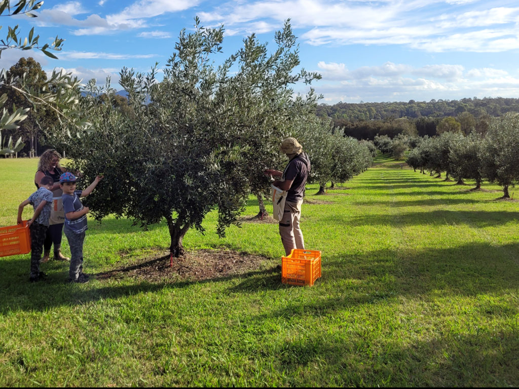 Hunter Gleann Olives- Working in the grove