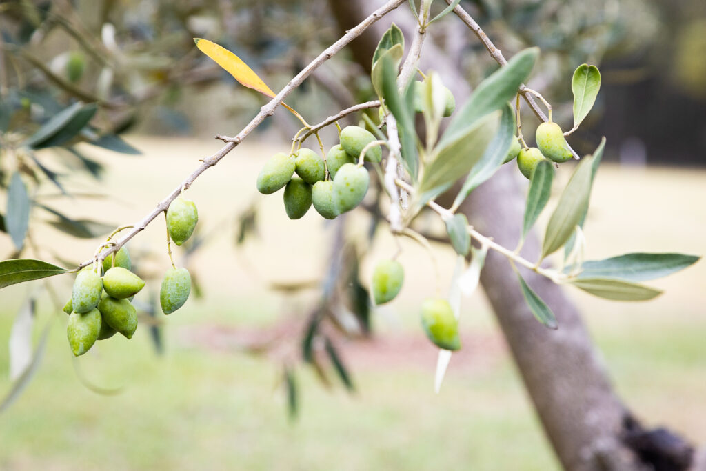 Hunter Gleann- Hunter Valley Accomodation- Our olive groves