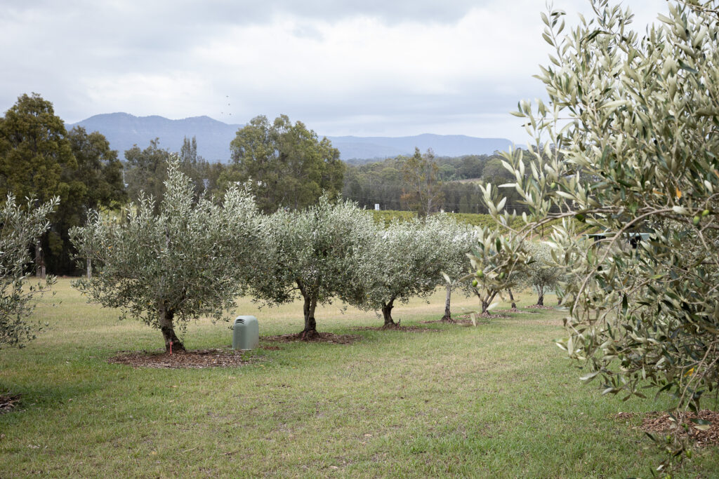 Hunter Gleann- Hunter Valley Accomodation- Our olive groves
