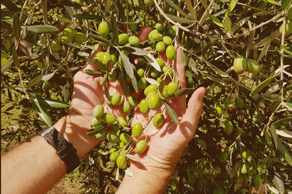Hunter Valley Olives Harvest 2021